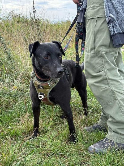 Wygląda jak mniejszy labrador - Mejlo czeka w schronisku