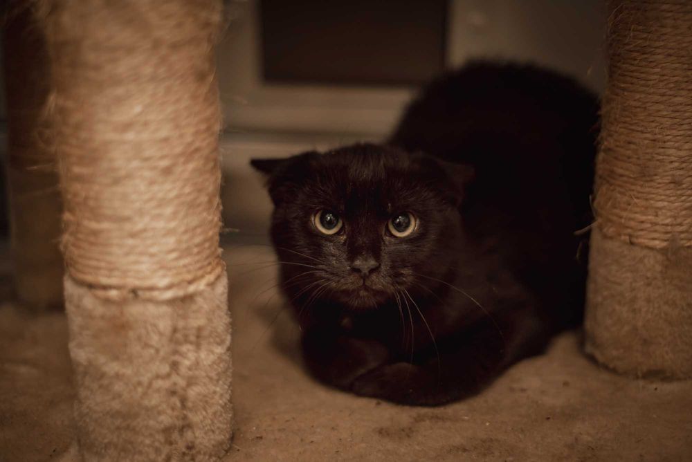 Czy Timi utknie z schronisku jako dzikusek? Daj mu szansę