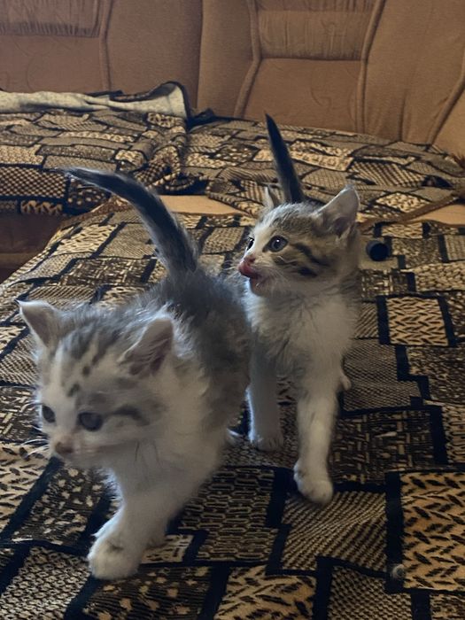 Котики безкоштовно!