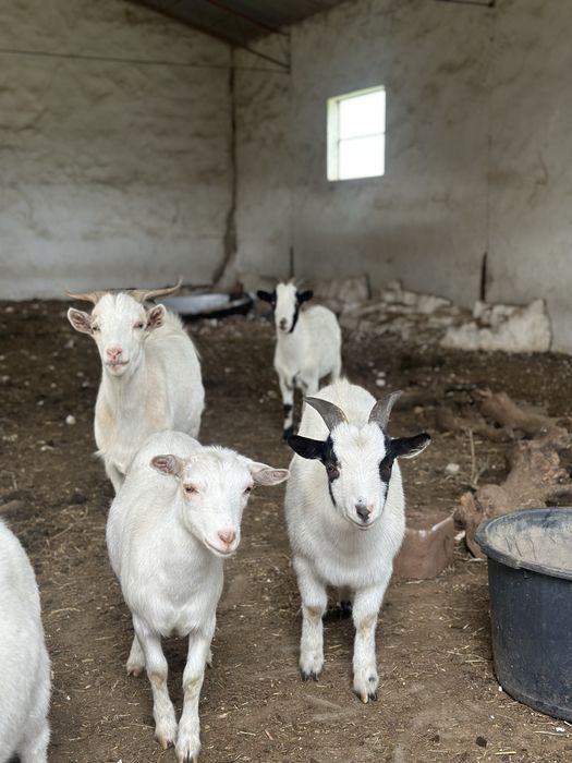 Cabras Anãs (machos/machos castrados/femeas)