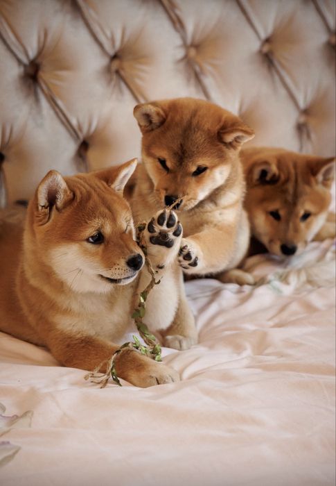 Чарівний міні-хлопчик Шиба Іну/ Сіба/ Shiba документи КСУ, вік 4 місяці.