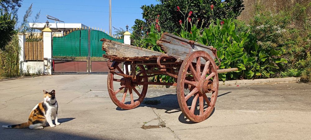 Carroça antiga para burros e quem quisesse puxar (gata não incluida)