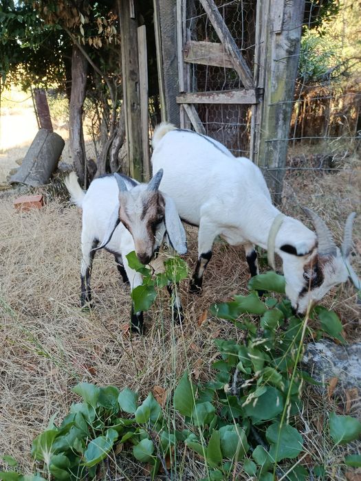 Cabrito macho serpentina