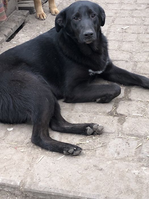 Метисы лабрадора