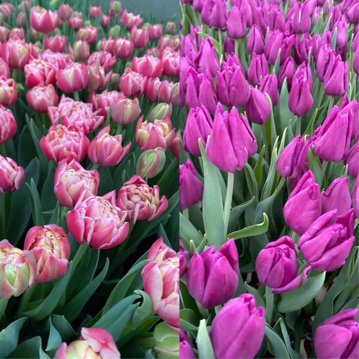 Тюльпани тюльпаны продажа продаж опт