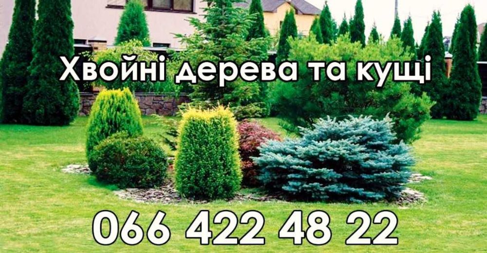 Саджанцi  декоративних рослин.