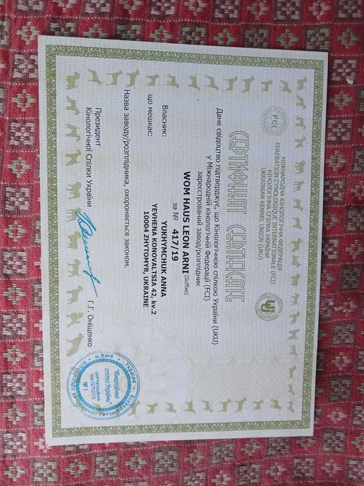 В'язка,  німецька вівчарка