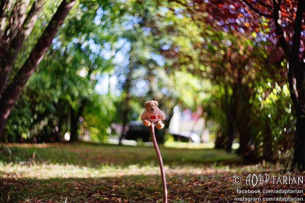 Pentacon 50/1.8 + adapter M42 - Canon RF | Jak nowy | Sample