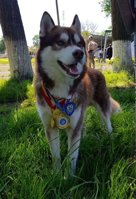 Хаски в'язка ККУ-WKU