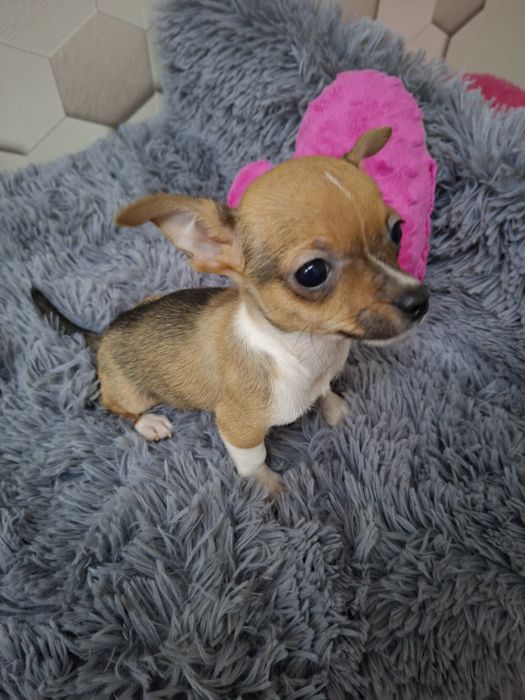 Pies Chihuahua krótkowłosy