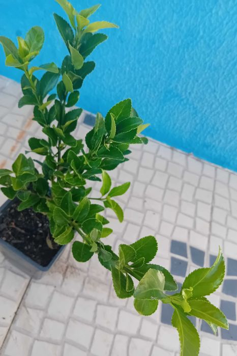 Evo'nio do Japao (Euonymus Japonicus) para sebes