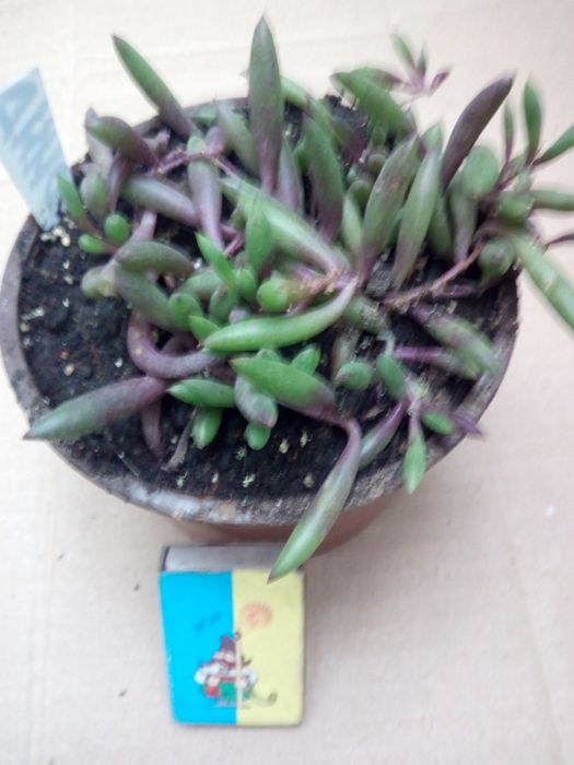 Суккулентное растение Отонна