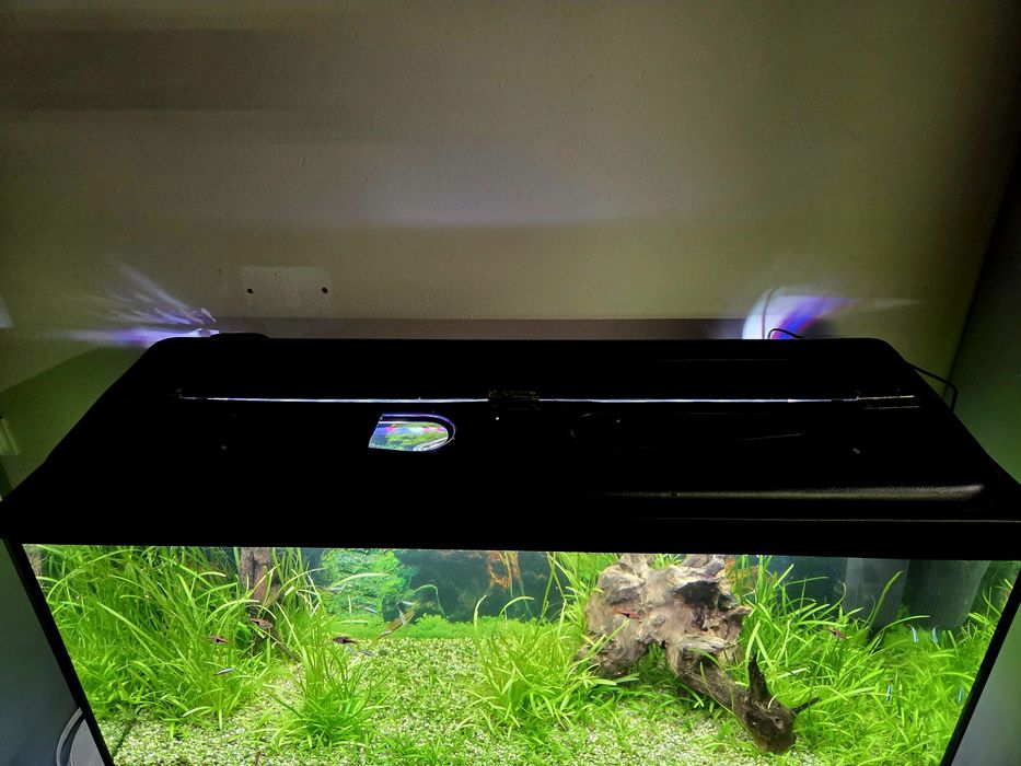 Akwarium 240l z życiem