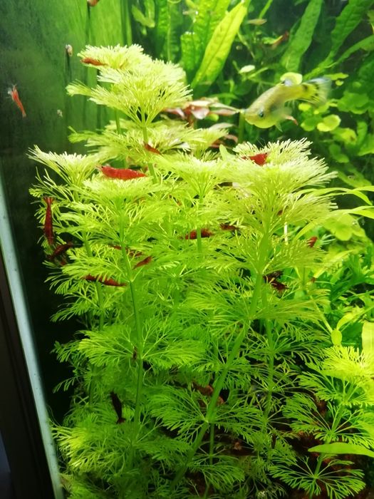 Camarões red cherry