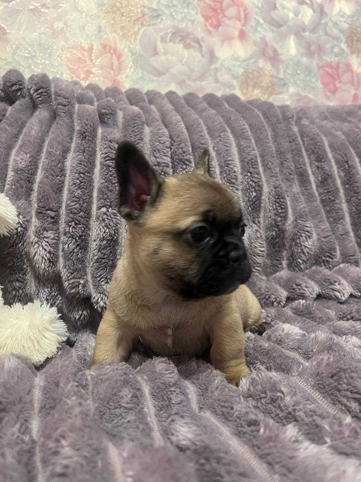 Житомир. Цуценя (хлопчик) міні французький бульдог