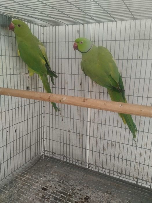 Casal Ring neck verdes