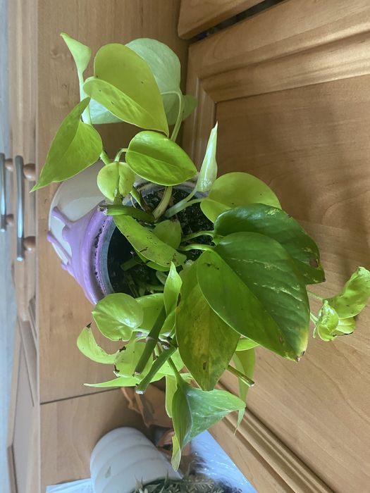 Epipremnum neon pothos
