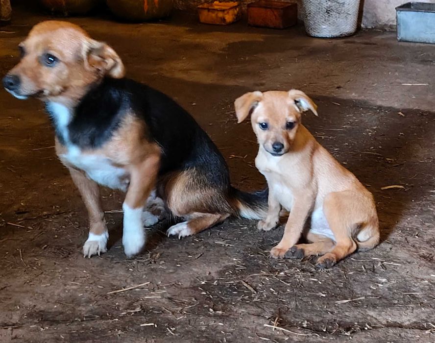 Cadelas porte pequeno