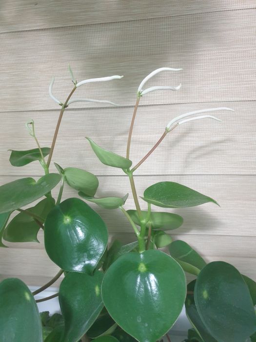 Peperomia Pilea wysoka...