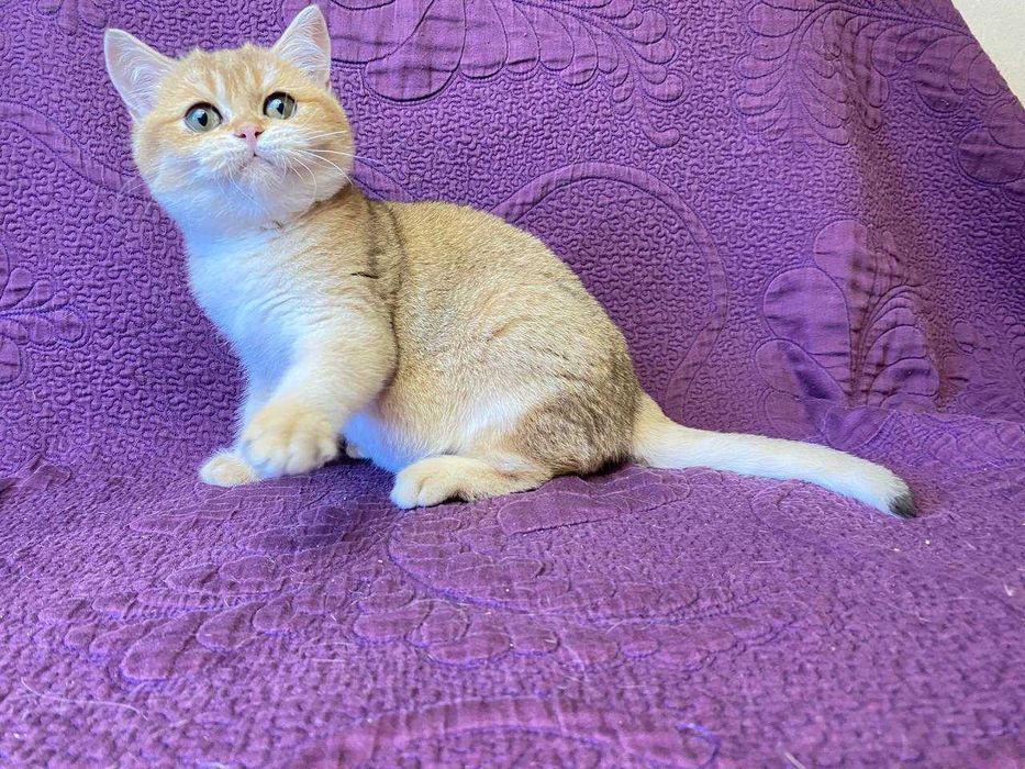 Британські сріблясті та золоті шиншилли