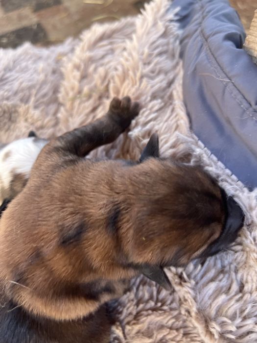 відам песиків проди Шарпей  в добрі рукі