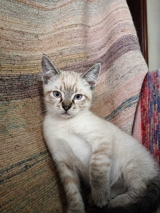 MACHO | Gatinho de olhos azuis disponível para Adoção Responsável