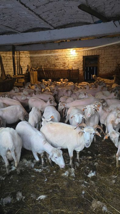 Strzyżenie owiec I baranów