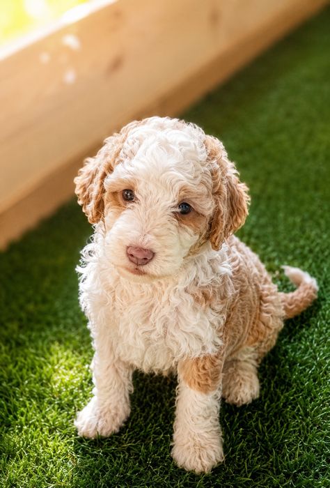 Филиппинский Royal Poodle