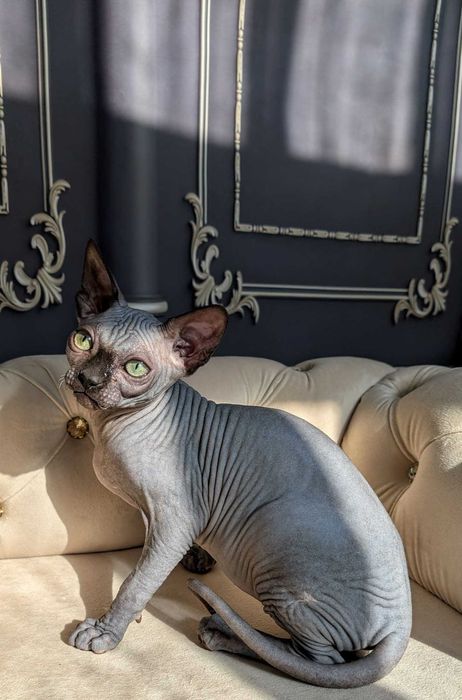 Tarantino uroczy chłopczyk. Sfinks. Dostępny w marcu