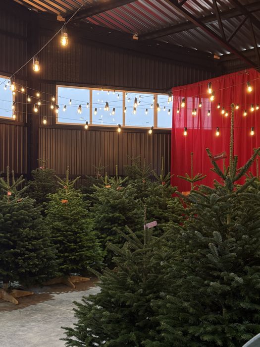 Ялинки Нордмана оптом | Преміум якість