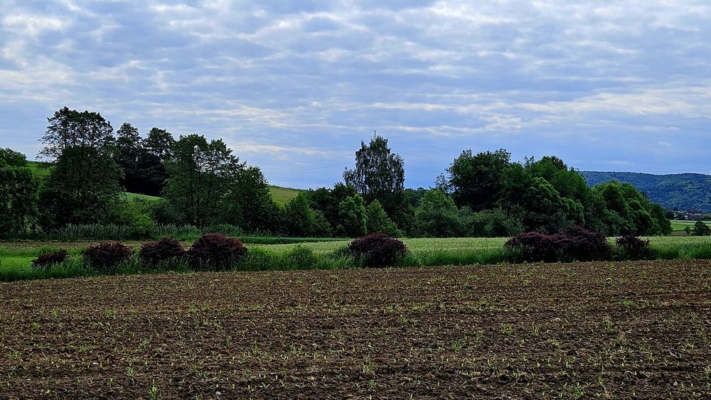 Berberys czerwony, duże sadzonki