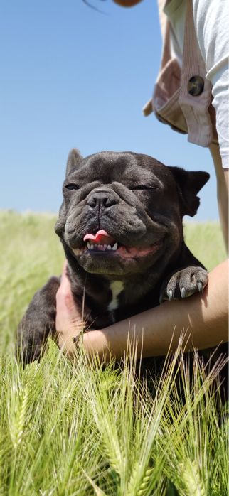 Французский бульдог