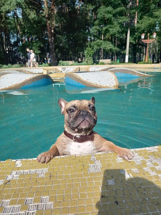 Французький Бульдог хлопчик з родоводом