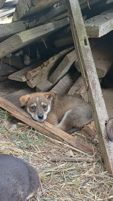 Щенки шукають дім.БЕЗКОШТОВНО!