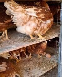 Куры несушки красные белые фермерские