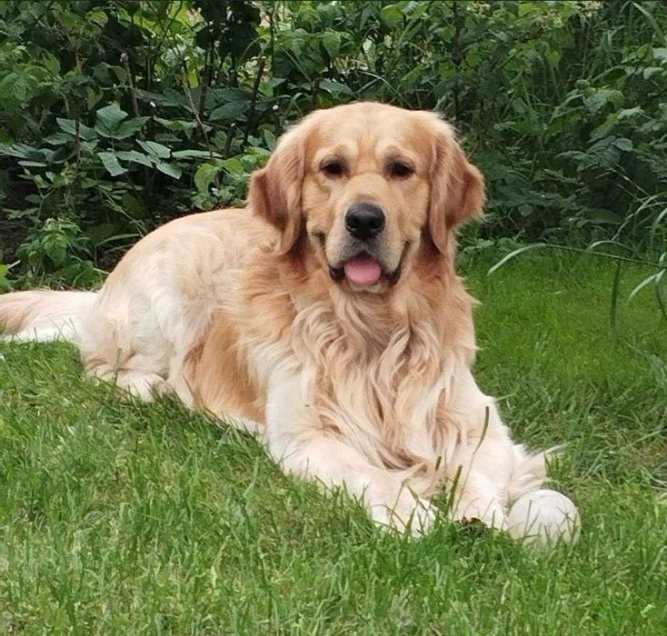 Golden Retriever szczeniak suczka