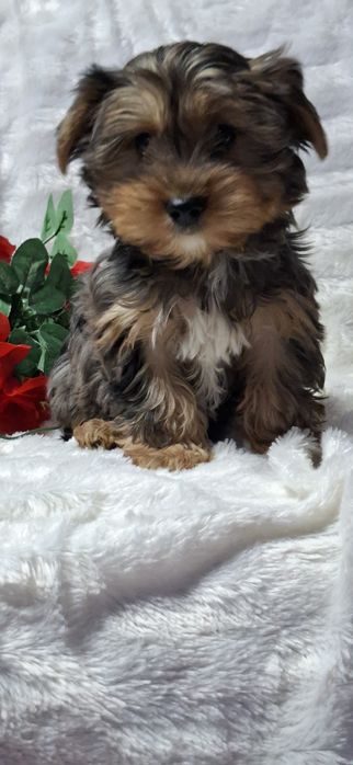 Szczenię  York  gen merle  z metryką