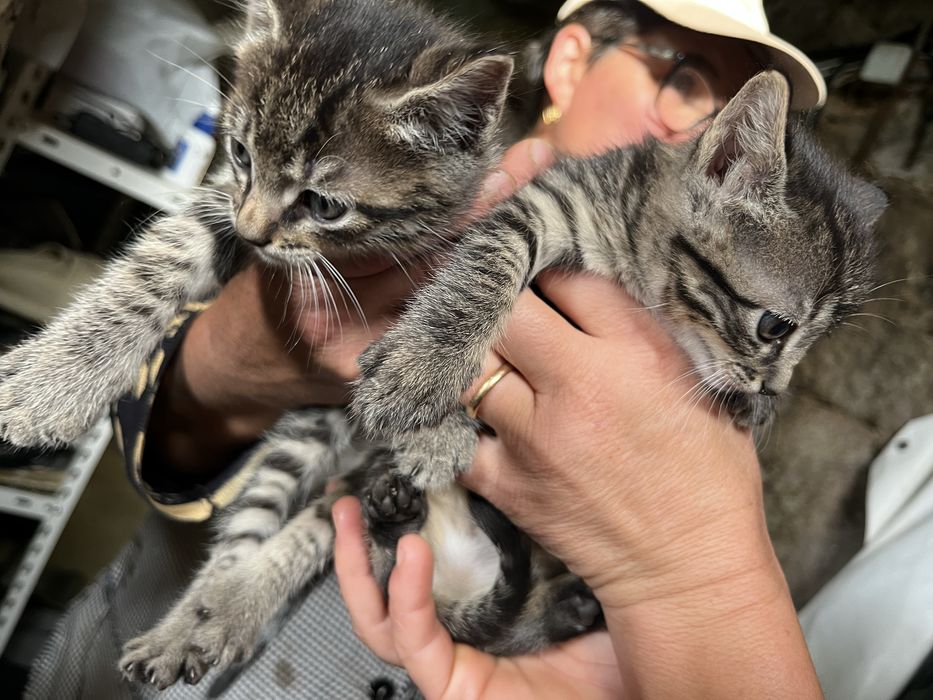 Gatinhas para adocao