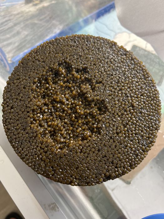 Чёрная икра Осётр