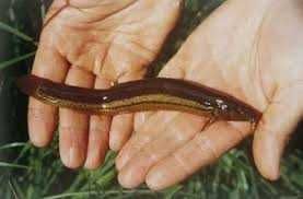 Рибна ферма вирощує в'юна