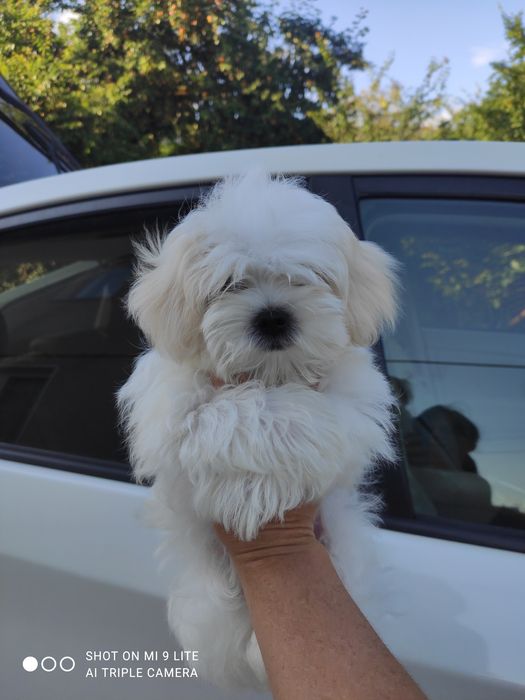 Шикарні цуценята Мальтезе