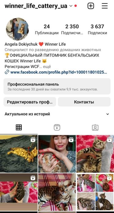Бенгальськие котята, кошечка бенгалы. Официальный питомник!