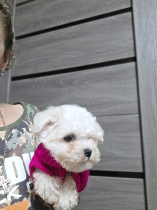 Щенки Бишон мальчики и девочки