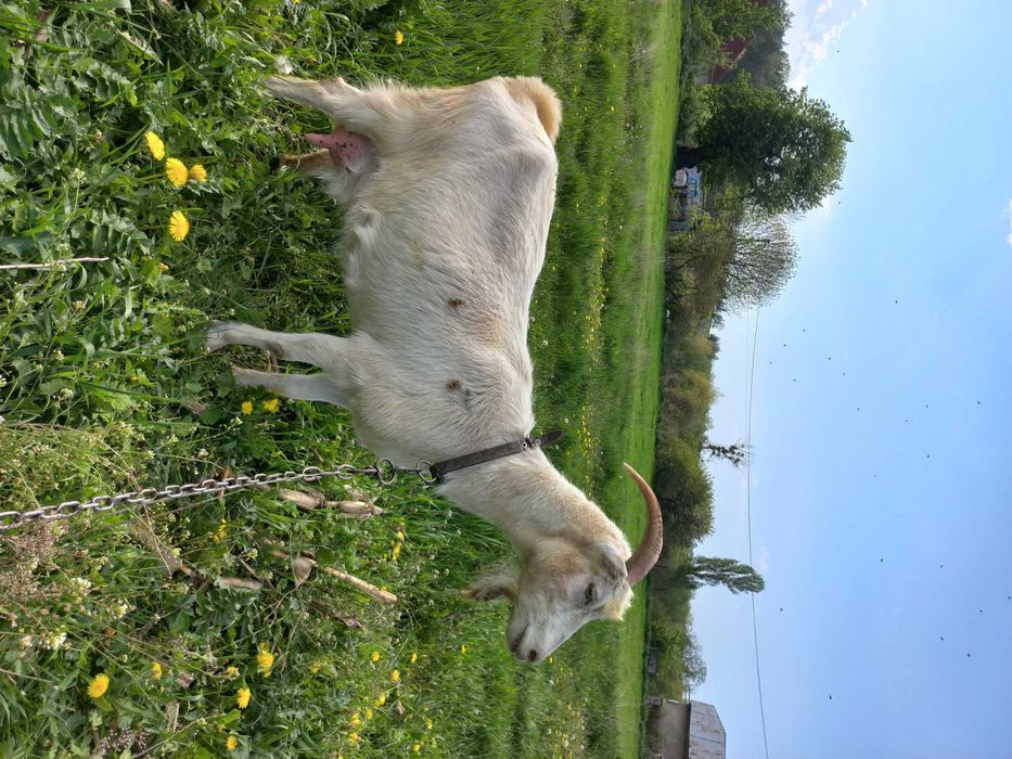 Купити козу козенята  обміняти козлика зеаненця  народився 6.04. 2025р