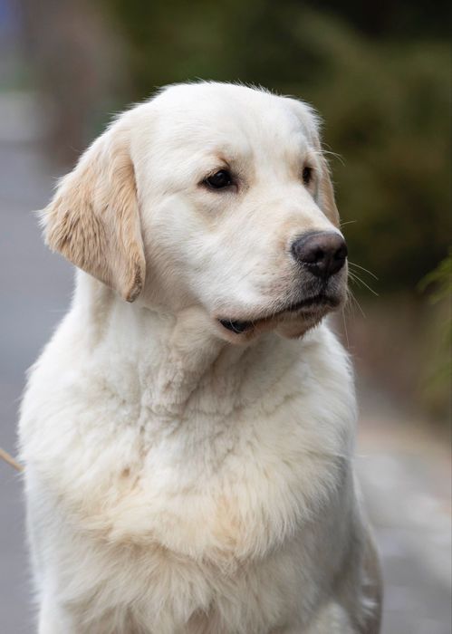 Щенок золотистого ретри-вера | КСУ | Документы | Отличное здоровье