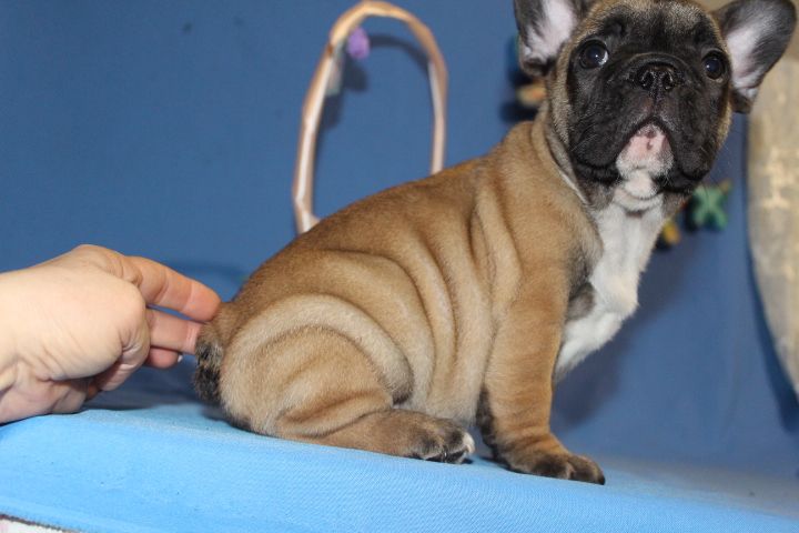 Французский бульдог Девочки 2,5м Одесса