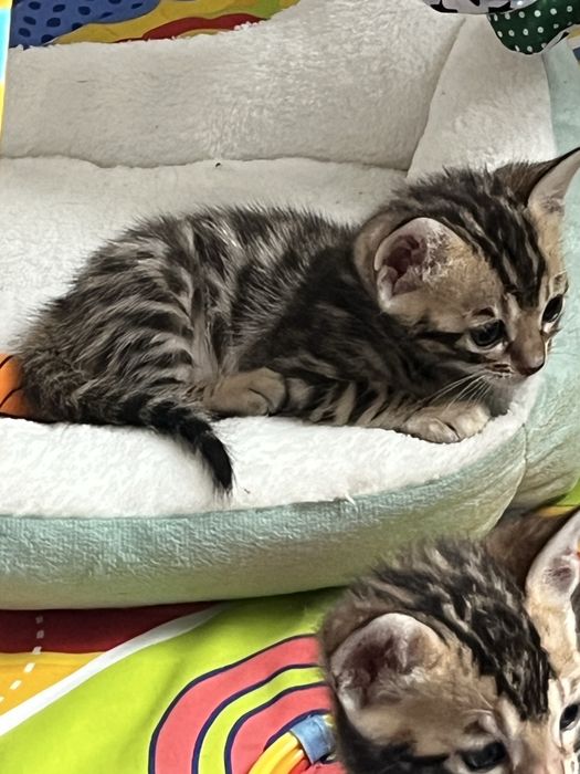 Бенгальські кошенятка