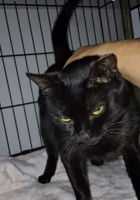 Gatinha com 1 aninho para adopção responsável