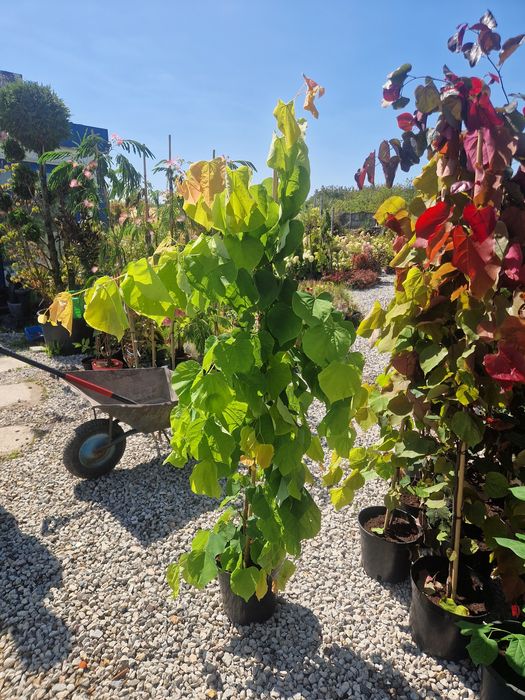 Judaszowiec kanadyjski