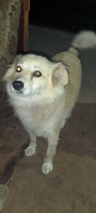 Київ! Увага! Шукаємо Жульєт